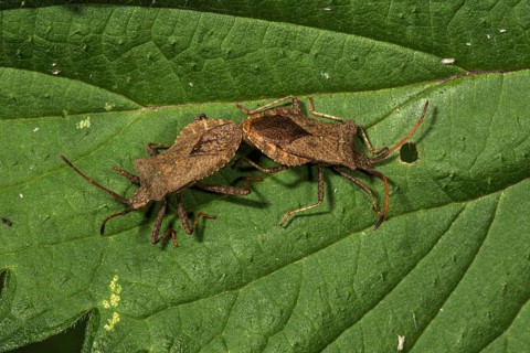 Dock bug (Coreus marginatus) animal pair