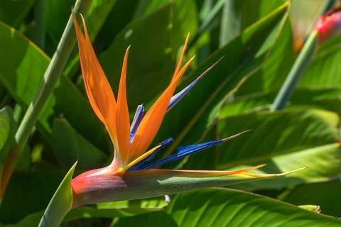 Bird of paradise flower