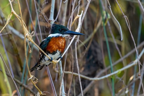 Ringed kingfisher (Megaceryle torquata)