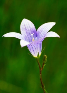 Harebell (Campanula rotundifolia)