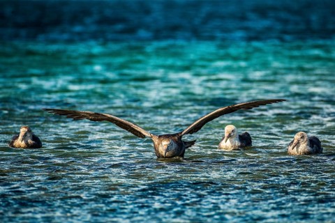 Southern giant petrel (Macronectes giganteus) lands on water