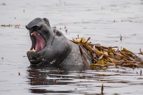 Southern elephant seal (Mirounga leonina) lies in water
