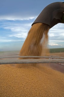 A Combine Unloads Soya Beans into Truck near Luis Eduardo Magalhaes