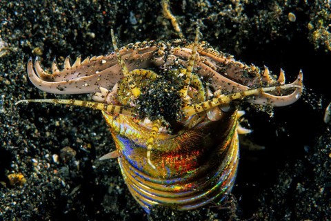 Bobbit worm
