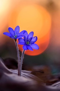 Two (Hepatica nobilis ) in front of sunset