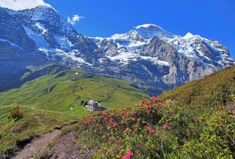 Alpine Roses on Kleine Scheidegg in front of Moench and Jungfrau massif