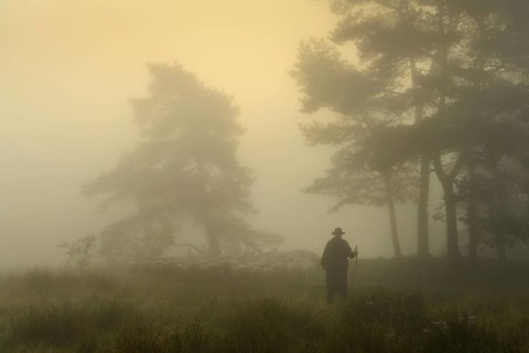 Shepherd with a flock of sheep in the heath at the Thuelsfeld dam at sunrise in the fog