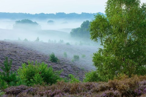 Blooming heath with fog in the valleys