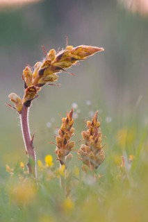 Blooming Broomrape (Orobanche)