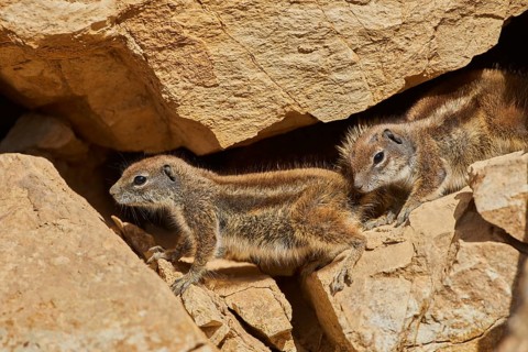 Barbary ground squirrel (Atlantoxerus getulus ) between rocks