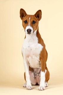 Basenji or Congo Terrier (Canis lupus familiaris)