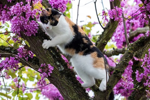 Cat (Felis catus)