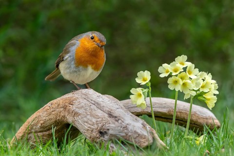 European robin (Erithacus rubecula) sits on a root