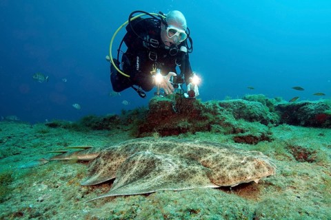 Diver and Atlantic angelshark (Squatina squatina)