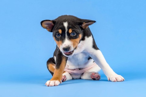 Basenji or Congo Terrier (Canis lupus familiaris)
