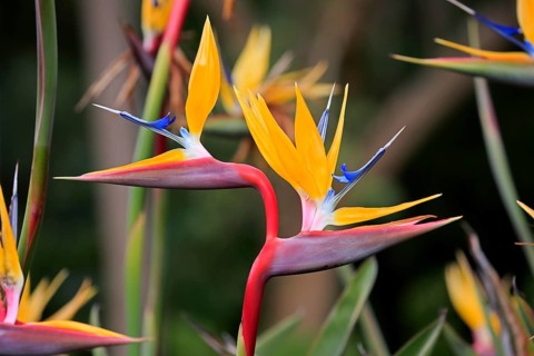 Rushes Bird of Paradise flower