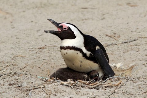 African penguin (Spheniscus demersus)