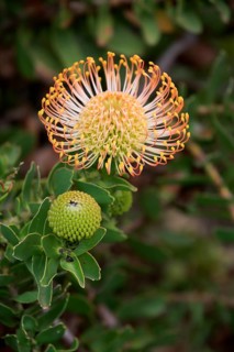 Pincuspid Protea