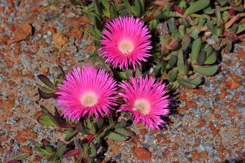 Hottentot-fig (Carpobrotus edulis)