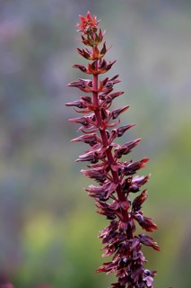 Giant honey flower (Melianthus major )