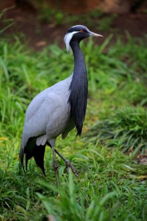 Demoiselle crane (Anthropoides virgo)