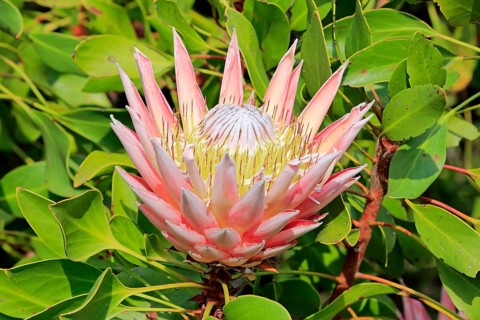 King Protea (Protea cynaroides)