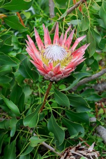 King Protea (Protea cynaroides)