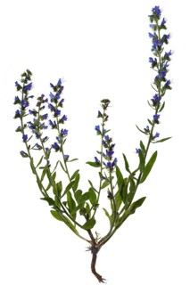 Viper's bugloss (Echium vulgare) on white background
