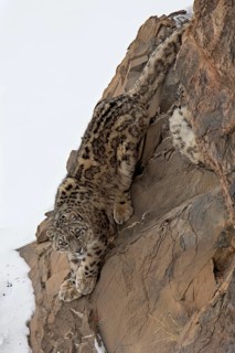 Snow leopard (Panthera uncia) on snowy rock