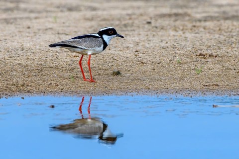 Cayenne plover (Vanellus cayanus)