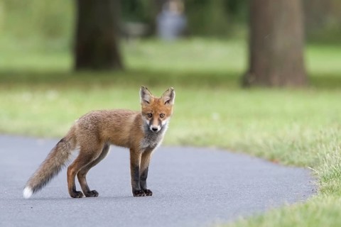 Red fox (Vulpes vulpes)