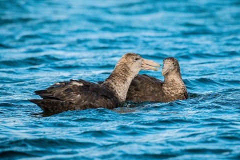 Southern giant petrels (Macronectes giganteus)