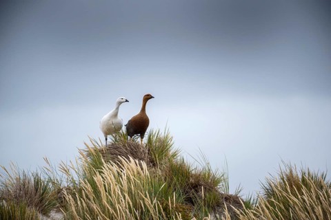 Upland Geese (Chloephaga picta)
