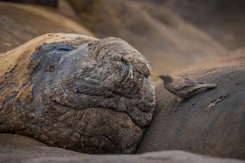 Southern elephant seal (Mirounga leonina) and Blackish Cinclodes