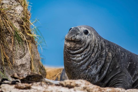 Southern elephant seal (Mirounga leonina)