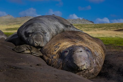 Southern elephant seals (Mirounga leonina)