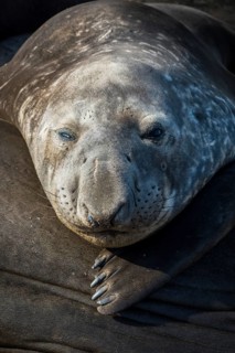 Southern elephant seal (Mirounga leonina)