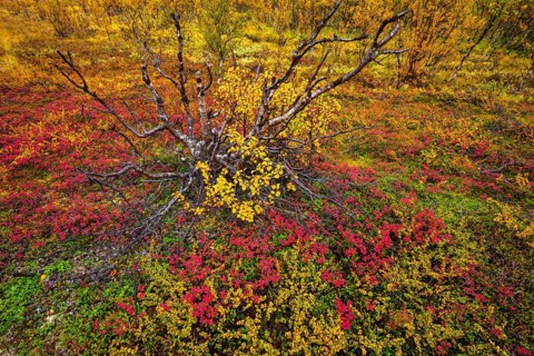 Autumnally discolored vegetation