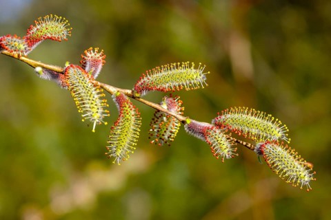 Male flower catkins of Purple willow (Salix purpurea)