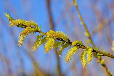 Willow catkin of the White willow (Salix alba)