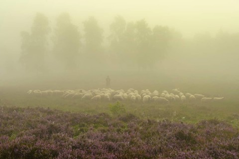 Shepherd with a flock of sheep in the heath at the Thuelsfeld dam at sunrise in the fog