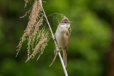 Great Reed Warbler (Acrocephalus arundinaceus ) to reed stem