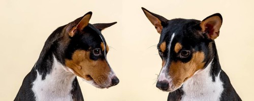 Basenji or Congo terrier (Canis lupus familiaris)