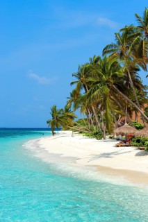 Lagoon and beach with (Cocos nucifera)