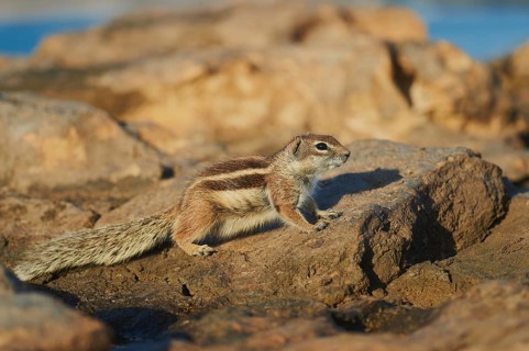 Barbary ground squirrel (Atlantoxerus getulus ) on a rock