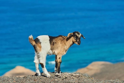 Domestic Goat (Capra aegagrus hircus )