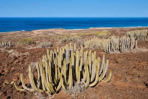 Canary Island spurge (Euphorbia canariensis )