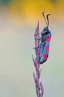 Six-spot burnet (Zygaena filipendulae) sitting on an ear of grass in warm light