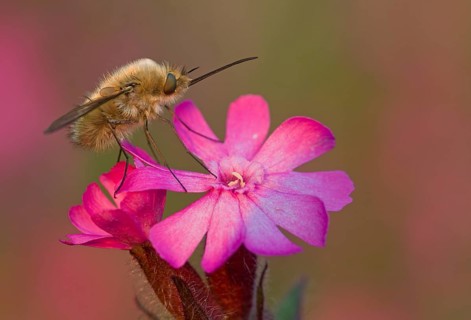 Bee fly (Bombyliidae) sitting on wild carnation in warm light