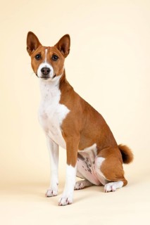 Basenji or Congo Terrier (Canis lupus familiaris)